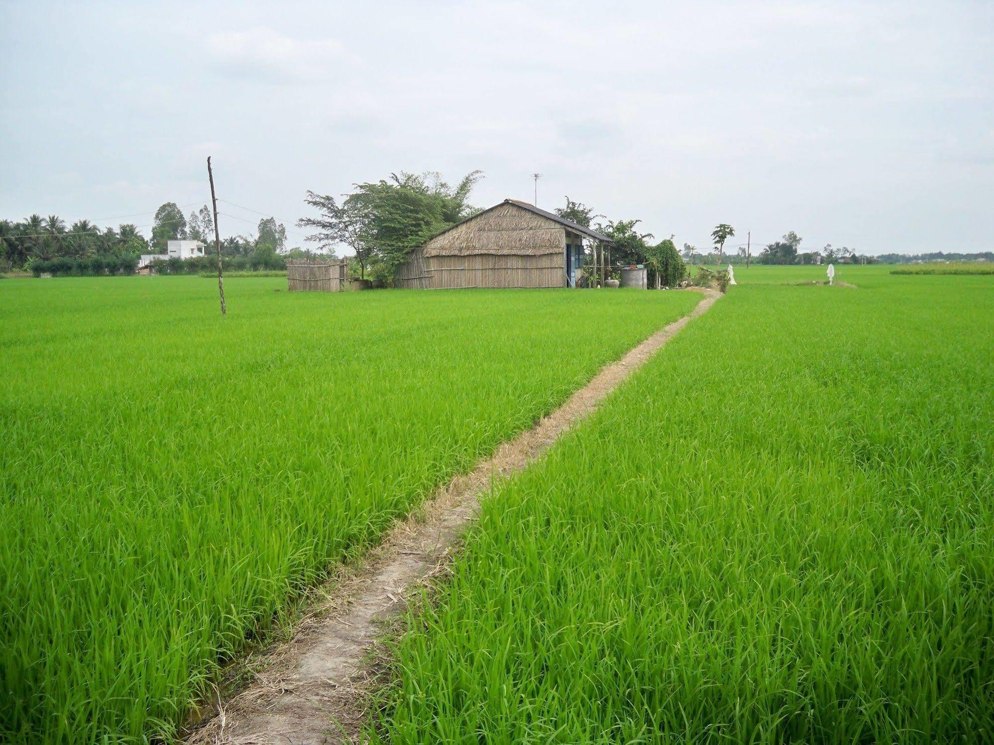 Rice Flower Homestay Hoi An Exterior photo